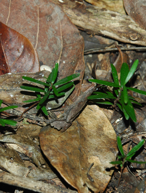 Eugenia confusa