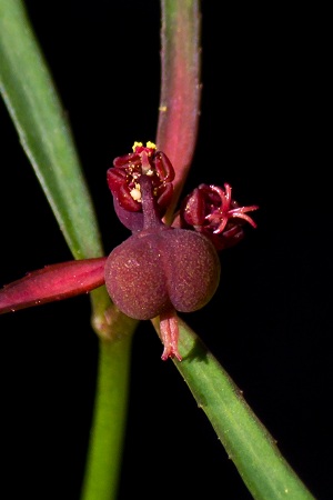 Euphorbia pinetorum