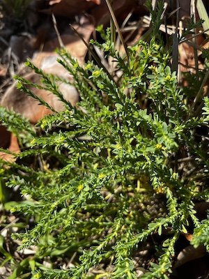 Euphorbia trichotoma