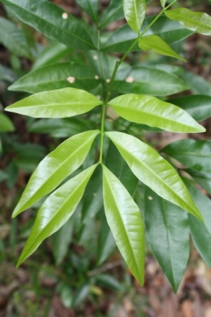 Exothea paniculata