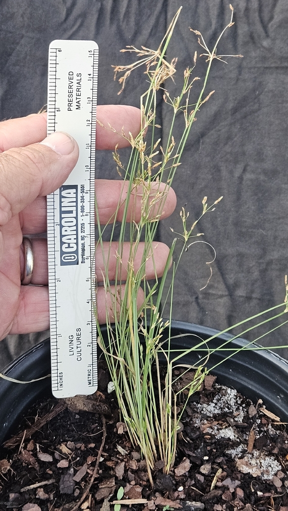 Fimbristylis autumnalis