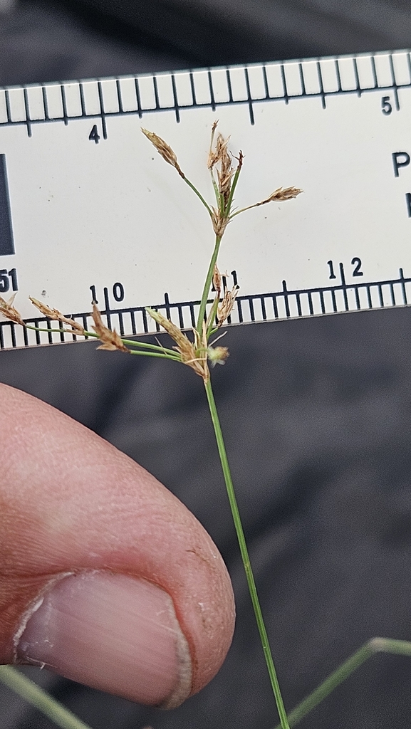 Fimbristylis autumnalis