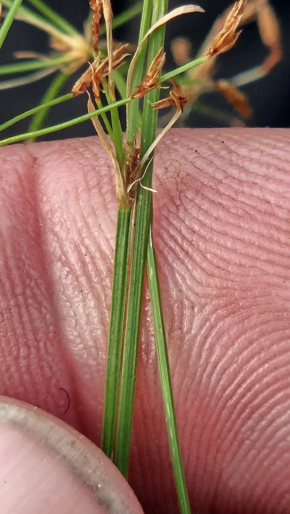 Fimbristylis autumnalis