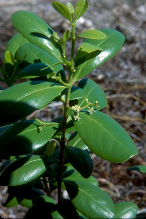 Gyminda latifolia