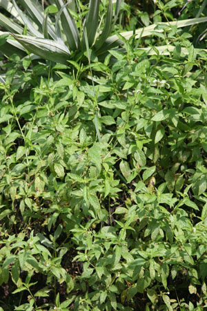 Heliotropium angiospermum