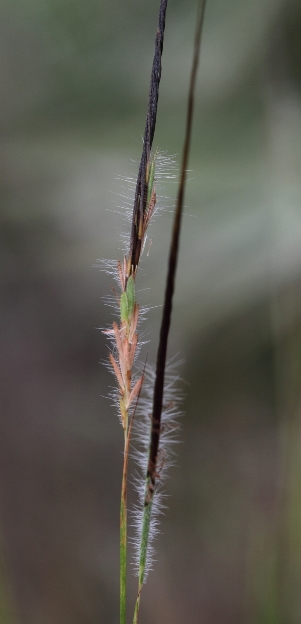 Heteropogon contortus
