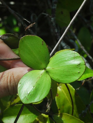 Hippocratea volubilis