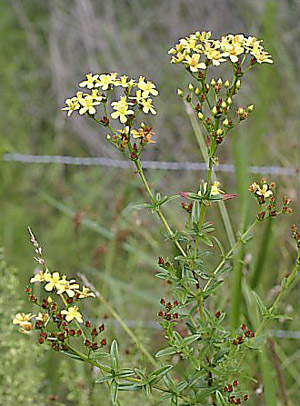 Hypericum cistifolium