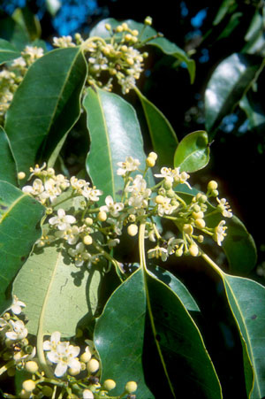 Ilex krugiana