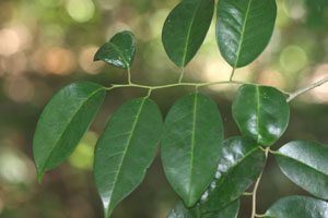 Ilex krugiana