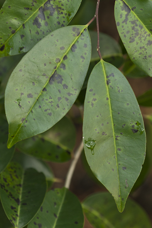 Ilex krugiana