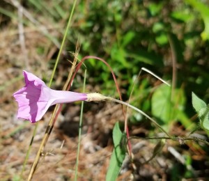 Ipomoea tenuissima