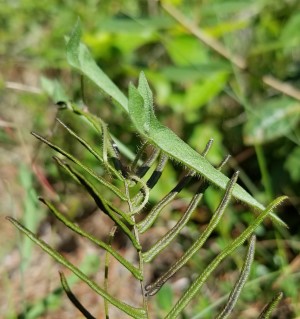 Ipomoea tenuissima