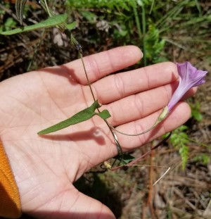 Ipomoea tenuissima