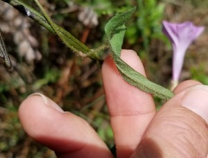 Ipomoea tenuissima