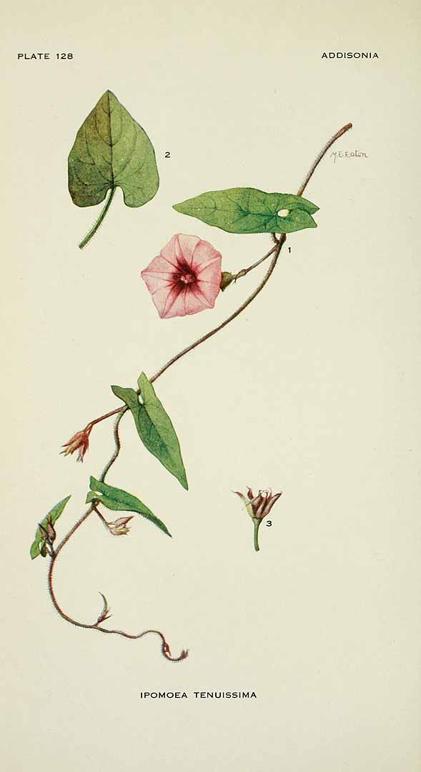 Ipomoea tenuissima