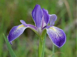 Iris savannarum
