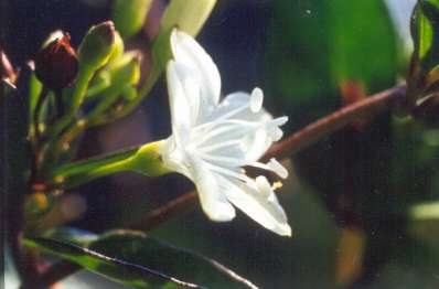 Jacquemontia havanensis