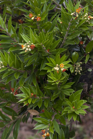 Jacquinia macrocarpa