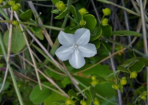 Jacquemontia reclinata