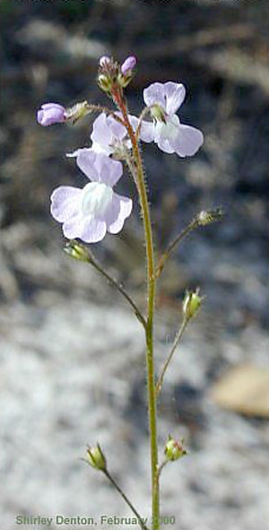 Linaria canadensis