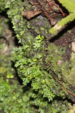 Lomariopsis kunzeana