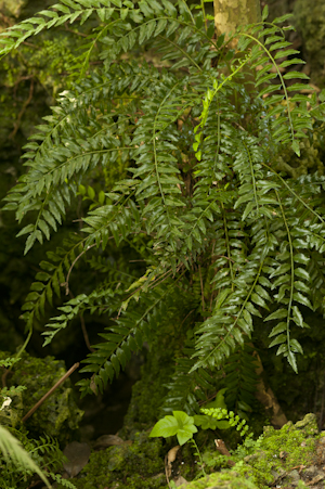 Lomariopsis kunzeana