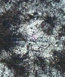 Lygodesmia aphylla