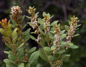 Lyonia fruticosa