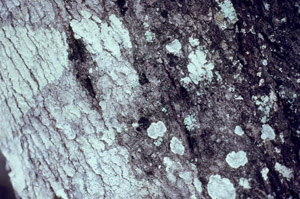 Lysiloma latisiliquum