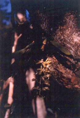 Macradenia lutescens