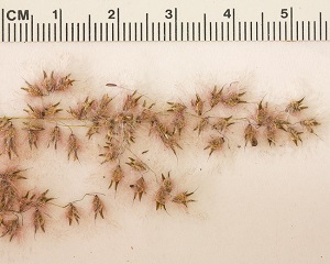 Melinis repens