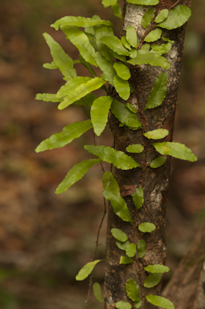 Microgramma heterophylla