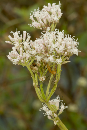 Mikania scandens