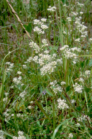 Mikania scandens