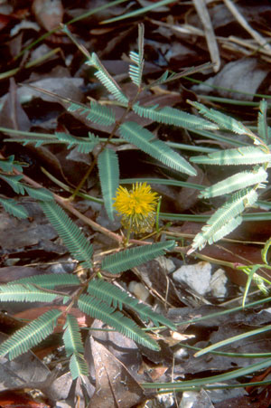 Neptunia pubescens