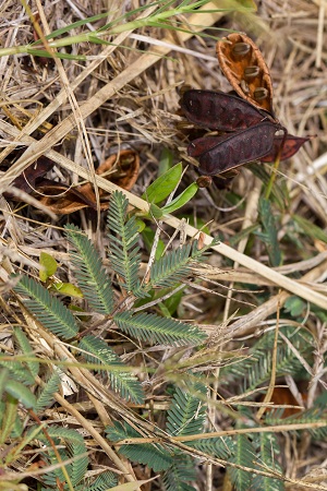Neptunia pubescens