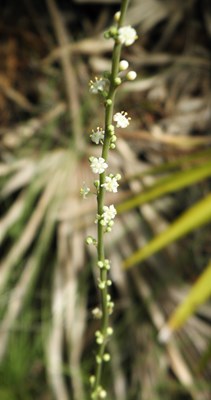 Nolina atopocarpa