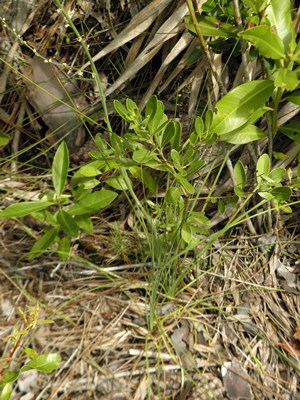 Nolina atopocarpa