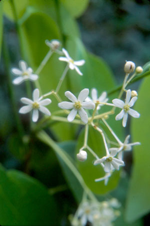 Nectandra coriacea