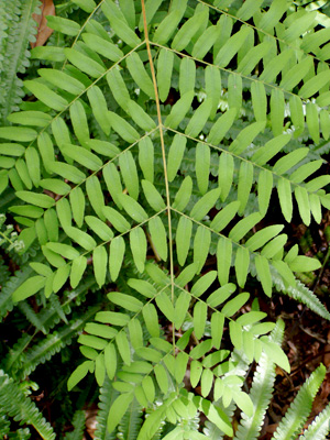 Osmunda regalis