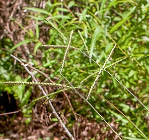 Paspalum floridanum