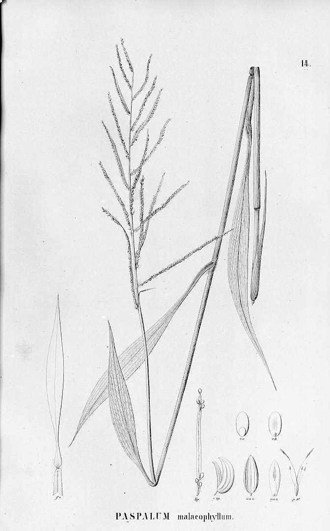 Paspalum malacophyllum