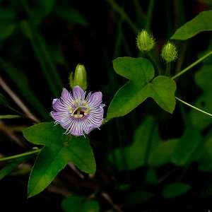 Passiflora ciliata