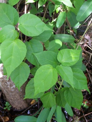 Pavonia paludicola