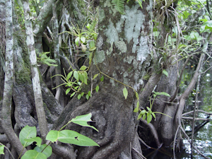 Peperomia glabella