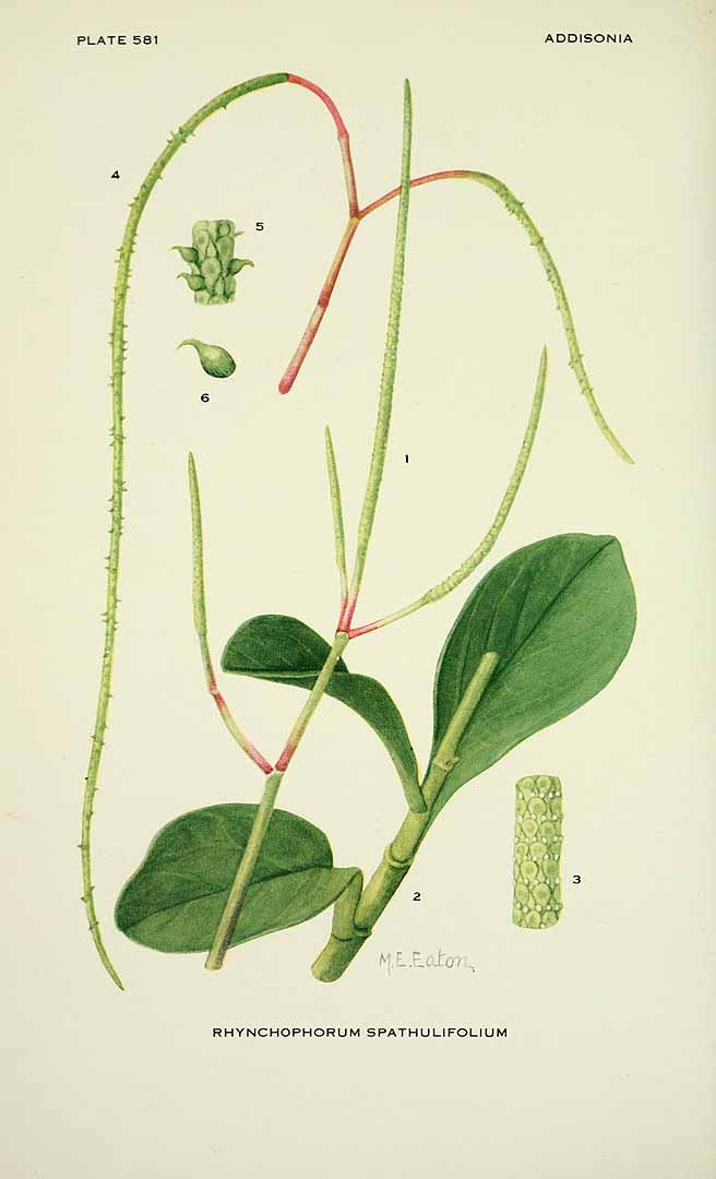 Peperomia magnoliifolia