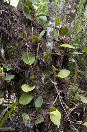 Peperomia obtusifolia
