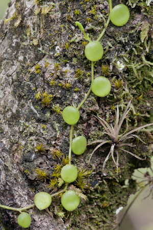 Peperomia rotundifolia