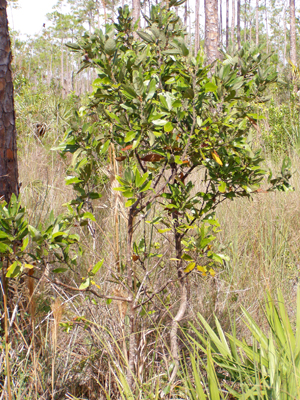 Persea palustris